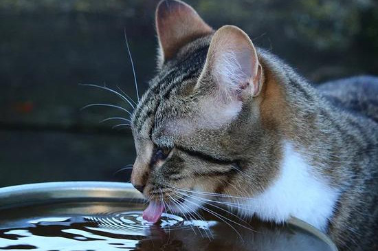 猫咪肾脏不好的早期症状