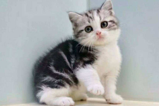 挪威森林猫怎么喂养