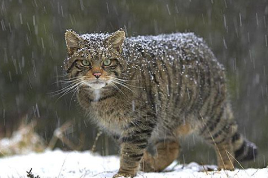 野猫能养吗