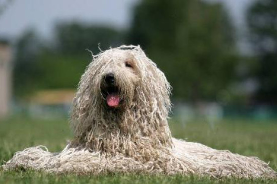 可蒙犬为什么禁养