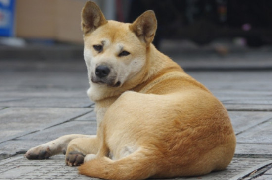 土狗多少度会觉得冷