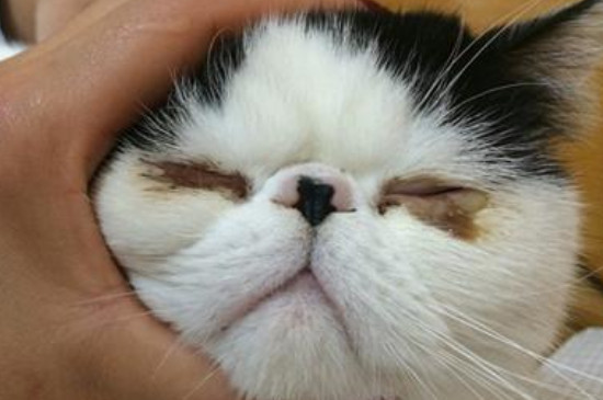 猫咪有泪痕怎么去除