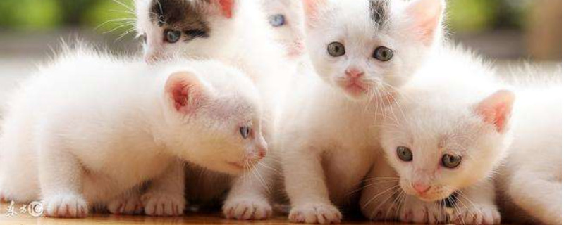 猫寄养多久不认识主人