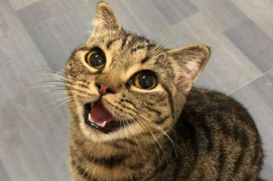 猫咪多久打一次疫苗