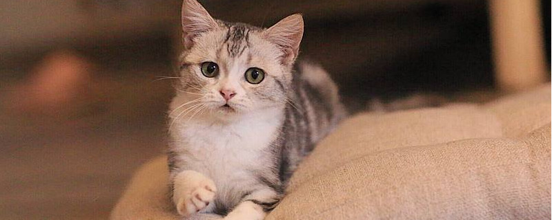 猫三天不喝水要紧吗