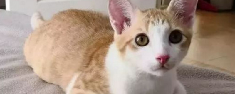 猫吐了像屎一样的褐色怎么办