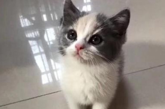 接触过猫瘟的猫多久没事