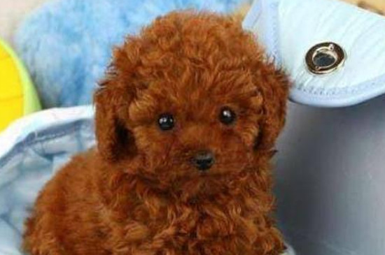 茶杯犬能吃香肠吗