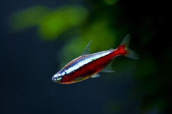 宝莲灯鱼怎么总死