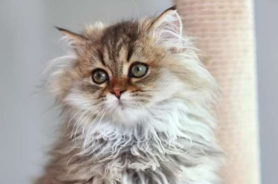 猫咪春天可以剃毛吗