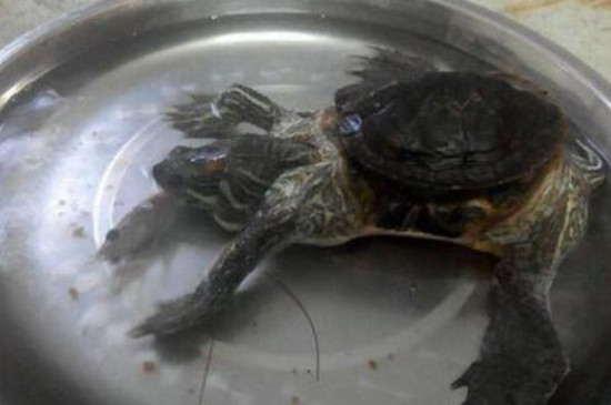 乌龟溺水怎样才算恢复