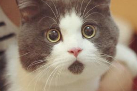 猫咪喜欢和主人一起睡代表什么