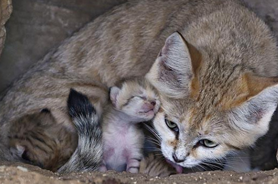 野猫会遗弃猫崽吗