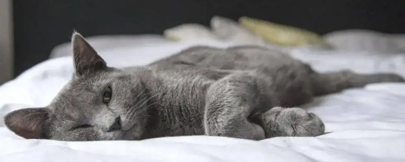 猫咪肚子里有虫子是什么症状
