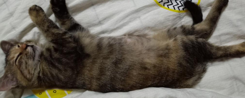 猫跑到床上睡觉预示着什么
