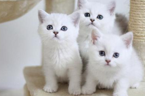 猫拉稀怎么回事