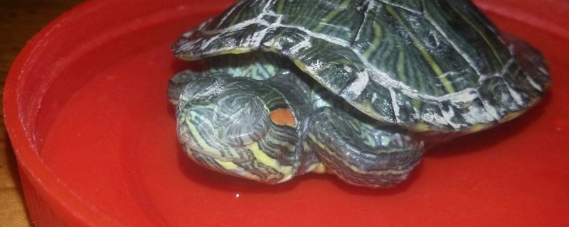 乌龟可以吃鱼食吗?