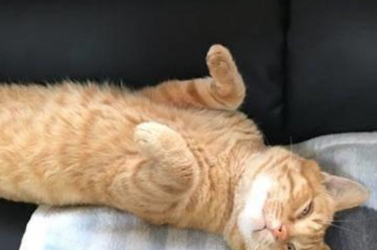 猫咪为什么四脚朝天睡