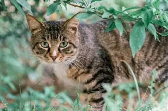 猫可不可以吃糖炒栗子