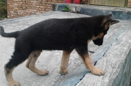 中华田园犬怕冷吗