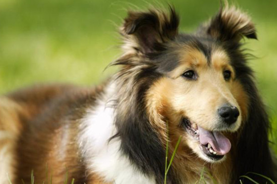 喜乐蒂牧羊犬好养吗