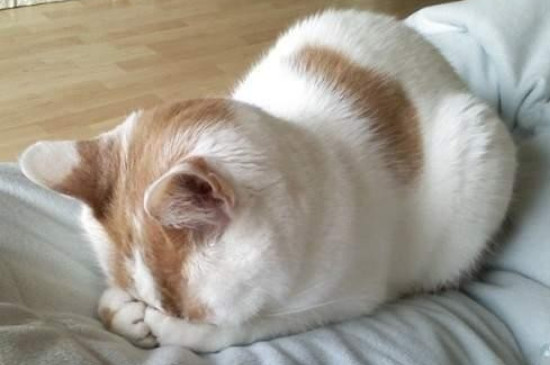 猫咪站不起来全身瘫软怎么办