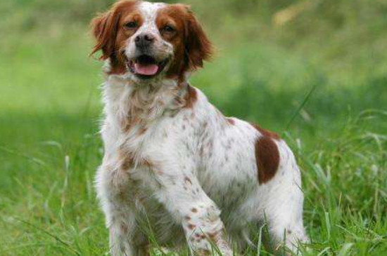 不列塔尼猎犬掉毛不