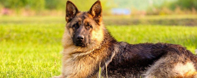 怎么判断幼犬是德牧还是土狗