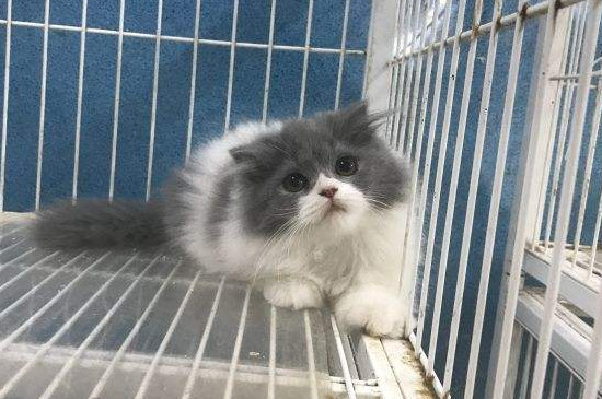 蓝白英短猫养的知识