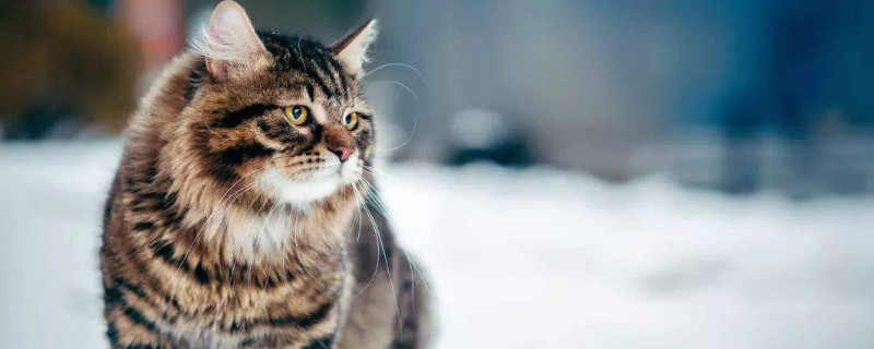 猫咪洗完澡嗜睡不活泼了