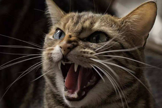 猫咪真咬和假咬区别