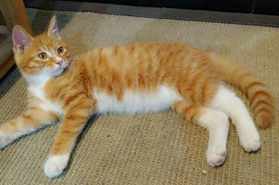 猫嘴臭是什么原因引起的
