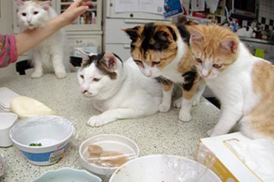天气热猫咪食欲会下降吗