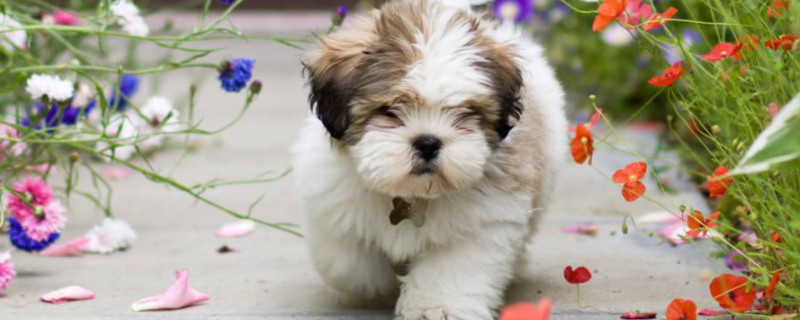 拉萨犬怎么打理才漂亮