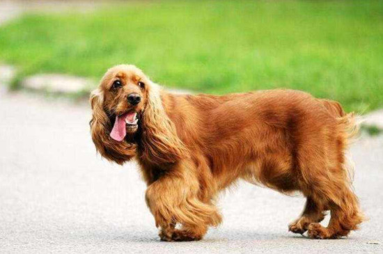 英国可卡犬体味重吗