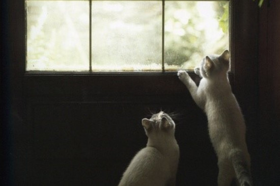 猫咪在不通风的房间会死吗