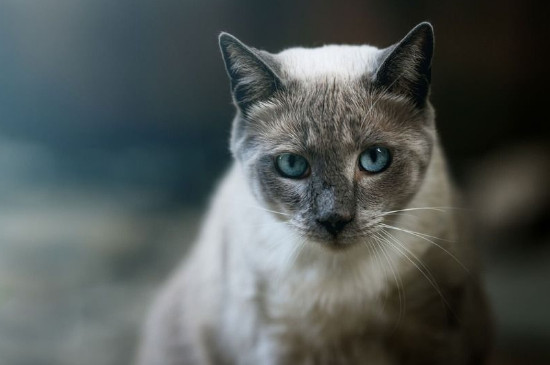 猫咪会想主人吗