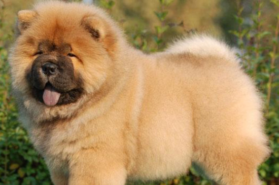 松狮犬怎么修毛