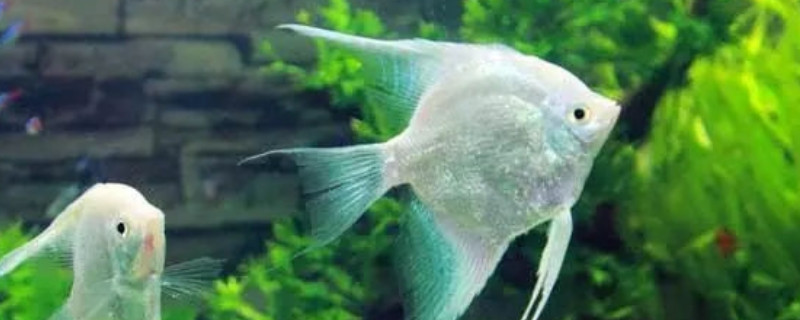 鱼缸水2天就浑浊怎么办