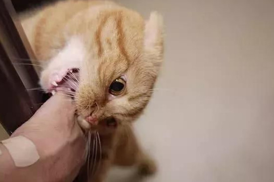 猫咪总咬人怎么纠正