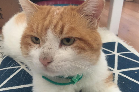 猫咪长跳蚤怎么办