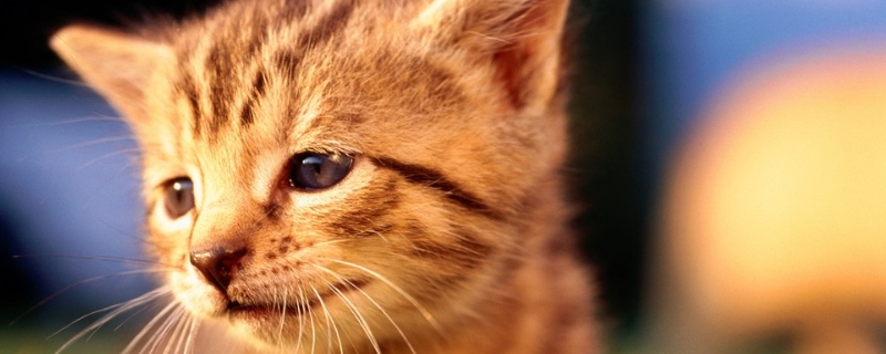 猫三个月可以闻猫薄荷吗