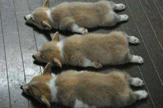 狗狗可不可以吃生的红薯