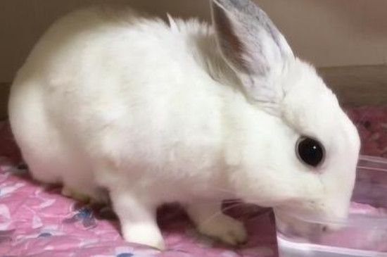 兔子假死和真死的区别