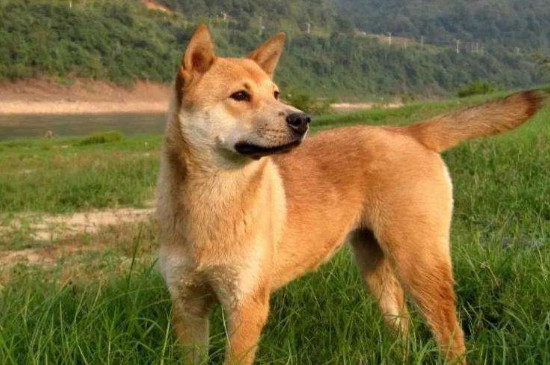 狗狗可以吃煮熟的鸡蛋黄吗