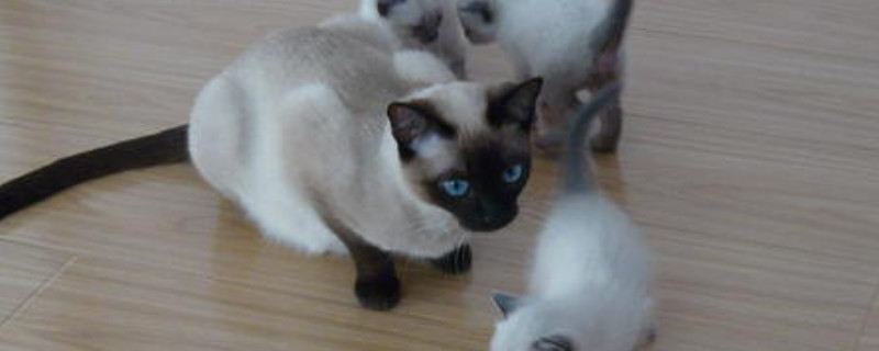猫鼻子流血什么原因