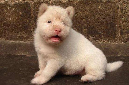 下司犬怎么喂养 2个月