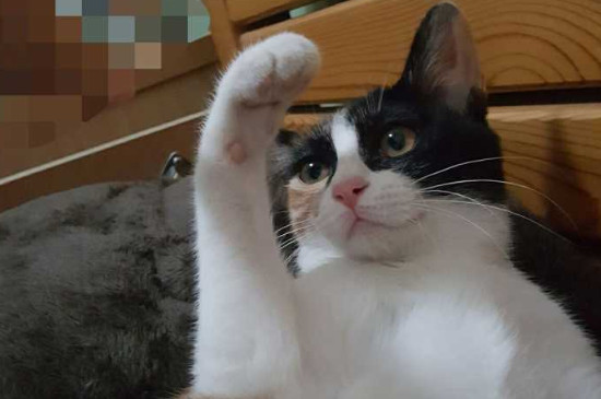 猫咪特别粘人怎么回事
