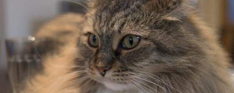猫能吃荔枝吗