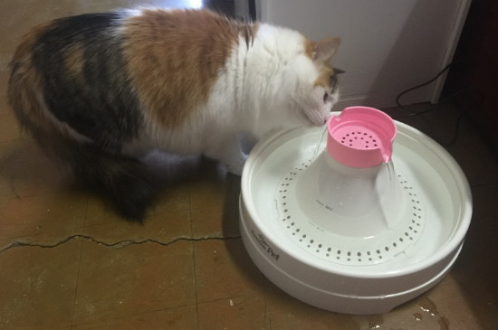 猫咪突然频繁喝水是好事吗
